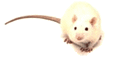 Avatar de Usuario